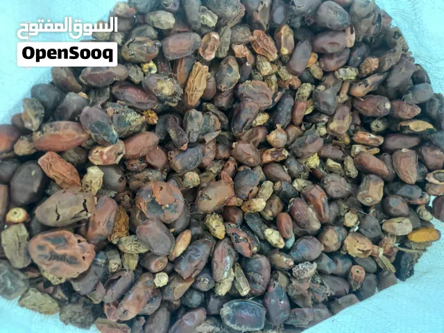 تمر علف ابل و غنم