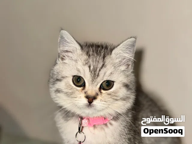 قطة انثى سكوتش بيور