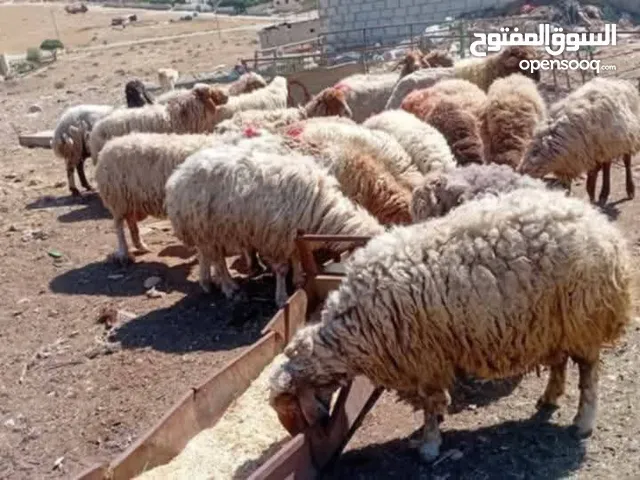 اضاحي العيد
