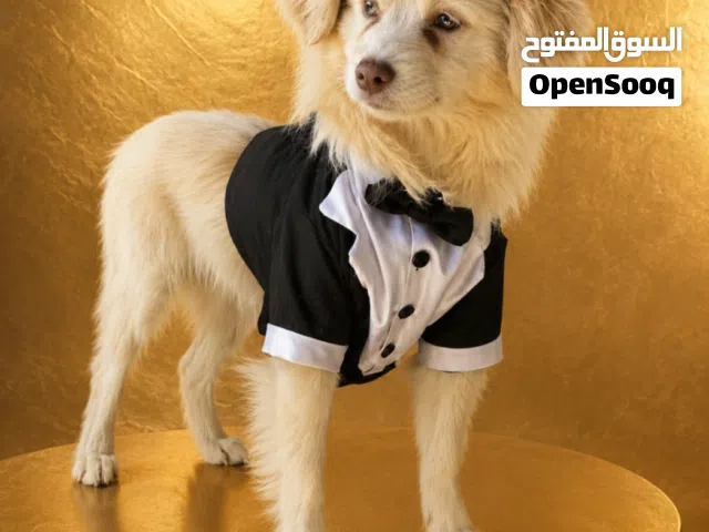 ذكر مالتيز تيرير التواصل فقط واتس او ع التطبيق نفسو