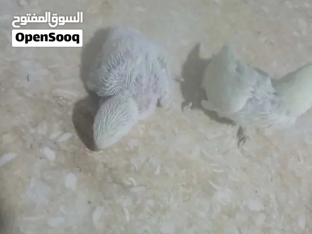 فروخ بركديلوو ترويض