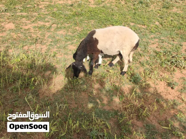 بسم الله توكلت على الله نعجه ربي يبارك تحتها فطيم