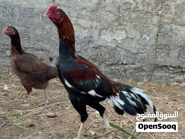 للبيع شوف وصغف