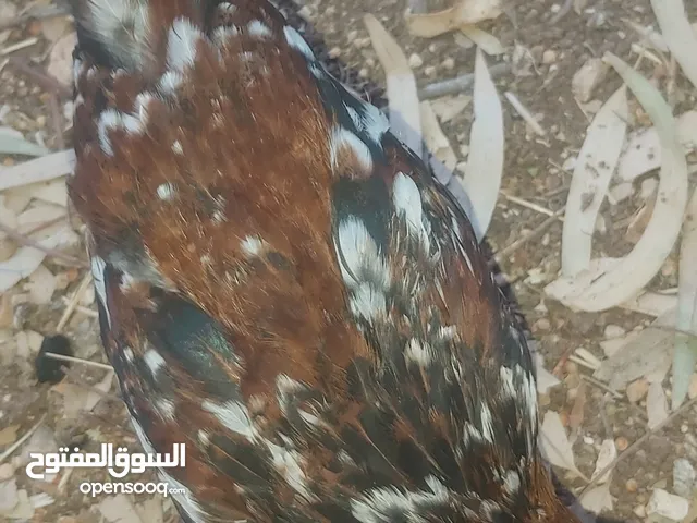 مطلوب صيصان العمر شهر اوشهرين
