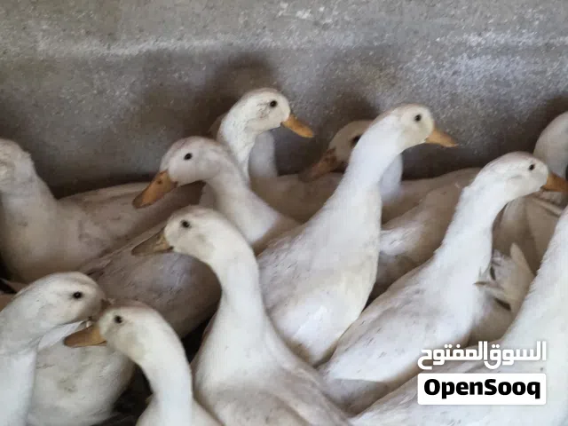 بط ابيض مجموعة 21 حبة