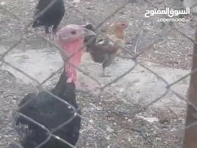 ديوك حبش. +ارانب + وزتين للبيع