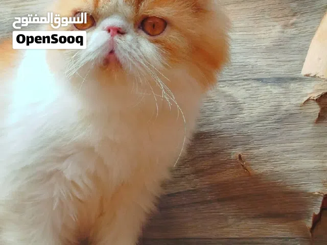 قط دكر بيكي فيس