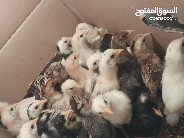 40 طرف للبيع عربي زهري عمر 24 يوم سعر 4 د للطرف