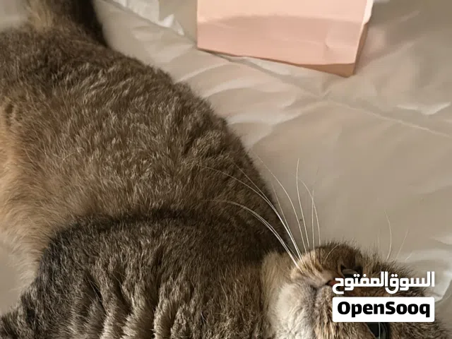 قطط سكوتش فولد