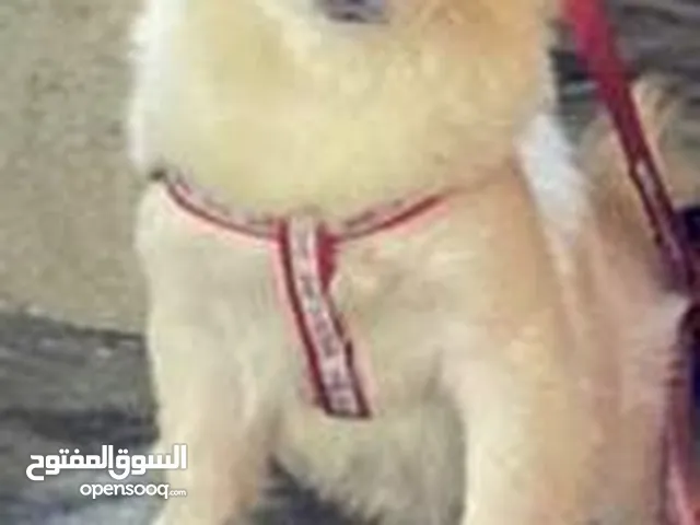 كلب لولو فوكس