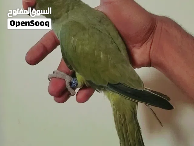 بغبغاء دره زيتوني أقره الوصف وقابل لمراوس