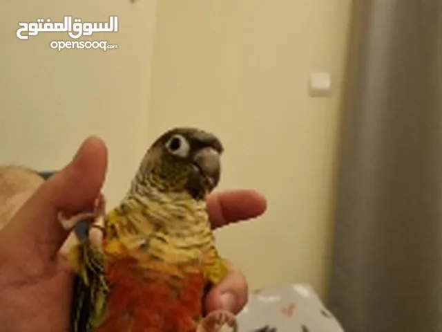 yellow side conure with cage