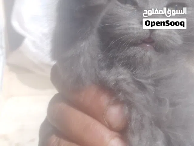 قطة هيمالايا لون رمادي بترولي بتجنن لعوبة ناعمة مطيعة.. مطعمة وسليمة 100٪٪