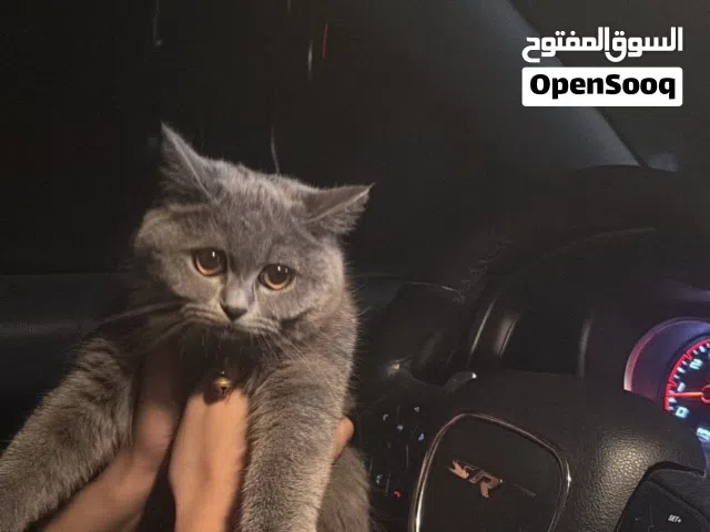 قطة بريطاني
