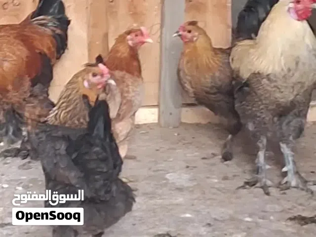 دجاج براهما مهجن للبيع