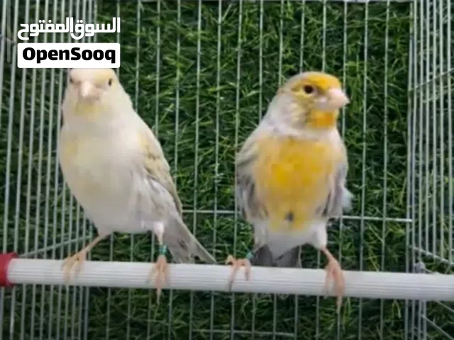 جوز كنار اغات توباز حجل 26