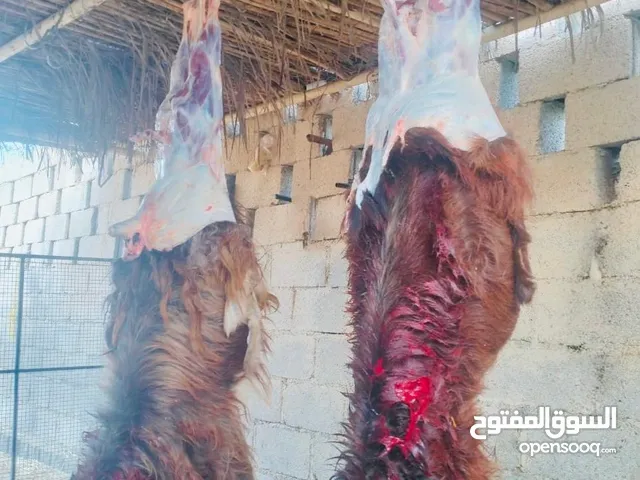 تتوفر ذبائح عمانيه مع توفير خدمة الذبح والسلخ