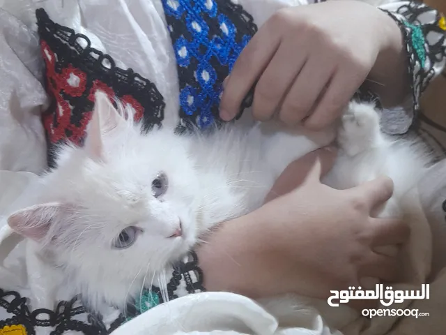 قطه انثه شيرازي