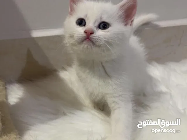 قطط صغيرة للبيع