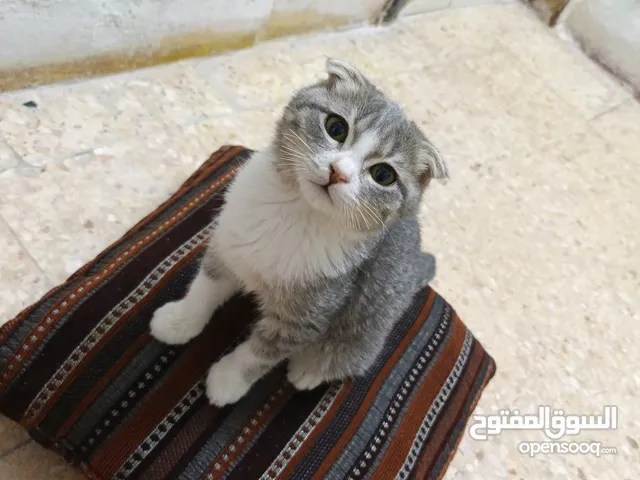 قطط سكوتش فولد للبيع الوحده ب 20 دينار هادي