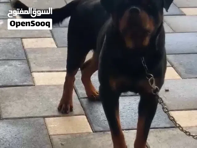 كلب روت وايلر العمر سنه ونص سليم ميه بالميه منتج يوجد جواز السعر 4000 ألف
