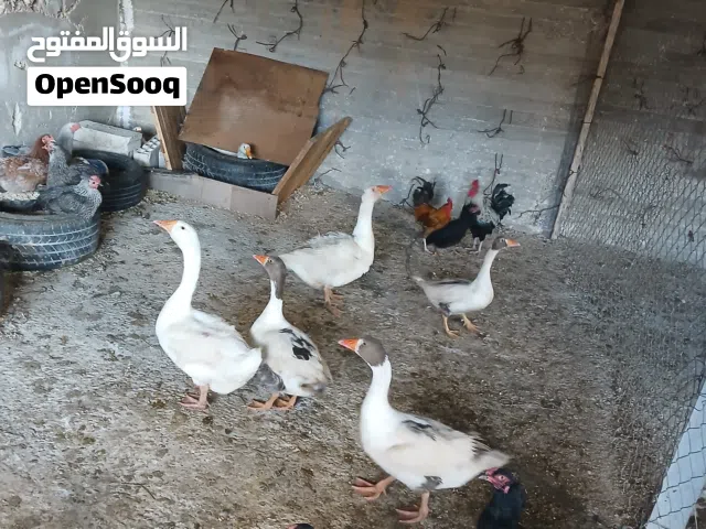 موجود 10وزات بالصلات على النبي بيض شغل ترقيد شغالات مية ب المية تحتيهم 24 بيضة مخصبات مية ب المية