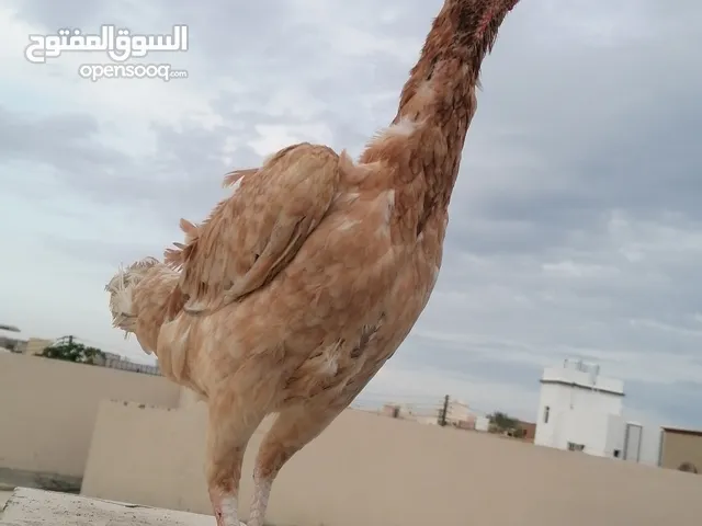 دجاج باكستاني