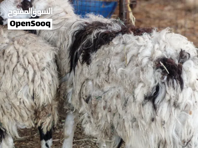كبش عمره سنة للبيع