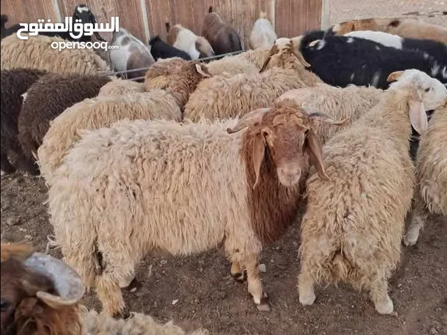 لحام أضاحي في بيتك طول فترة العيد يتوفر بكم لللنقل خدمة الذبح 10دنانير