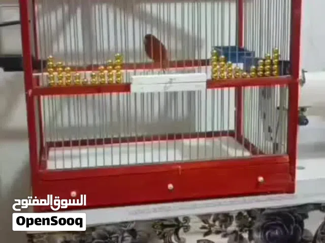 للبيع طير كناري احمر