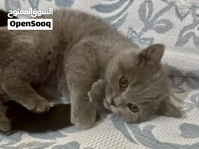 نوع القط : -  2 كيتين سكوتيش فولد وستريت ذكور