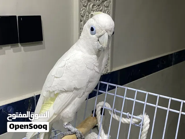 ببغاء كوكاتو جميل جداً