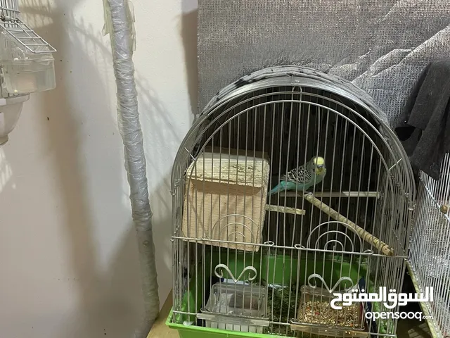 Love birds for sale