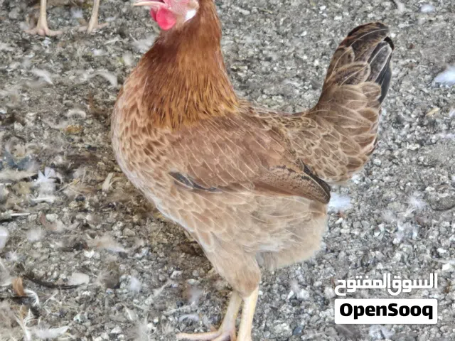 دجاج عماني للبيع