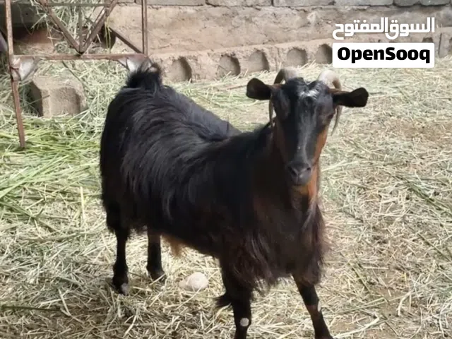 شاه عاقر للبيع