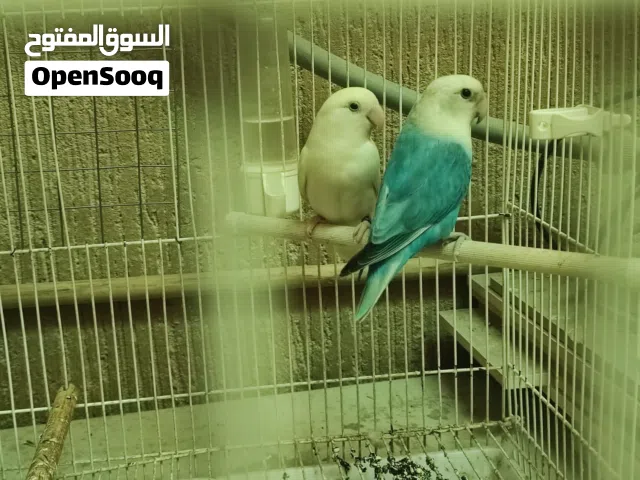 للبيع زوج لافبيرد  مع القفص و الميدان