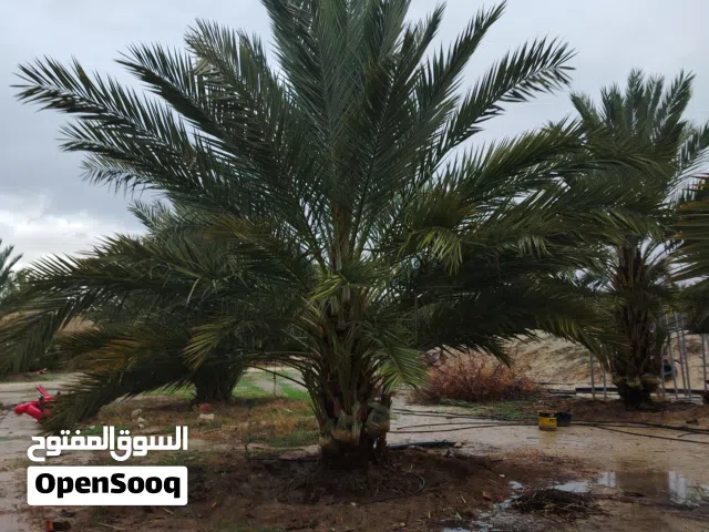 Farm Land for Sale in Salt Al Balqa'