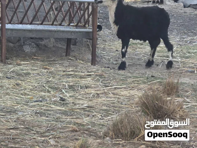 كبش تهجين نجدي