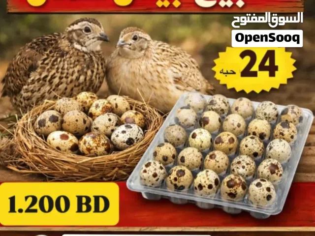 بيض دجاج سمان