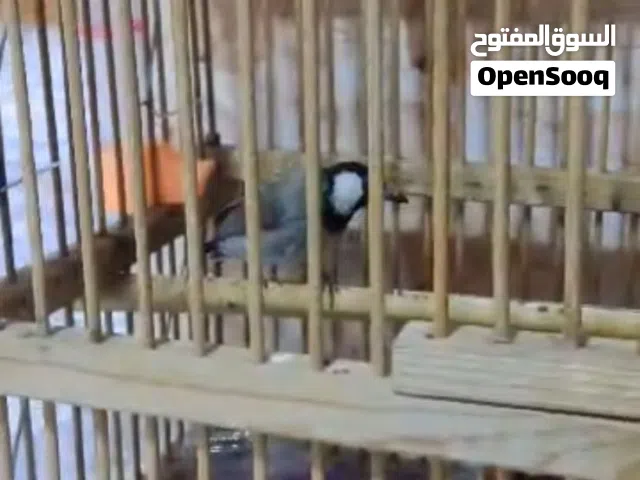 بلبل فحل للبيع اقرا وصف