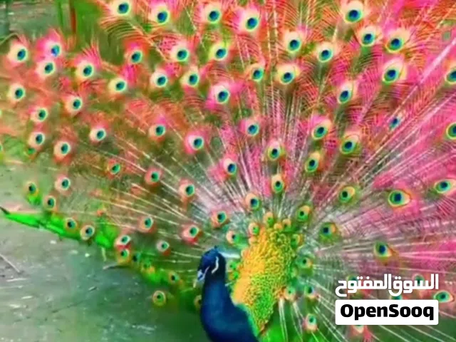 طاوس هندي2026جميع انواع الطاوس الهندي والفرعوني متوفر يوجد الوان متعددة وازواج