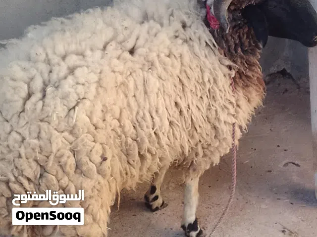 خروف للبيع 2700