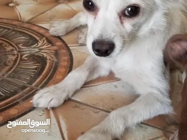 كلب شيواوا العمر 8 شهور ماخذ كل المطاعيم الكلب ممتاز لعوب جدا جدا بحب صاحبو الكلب محلوق شعرو عشان.
