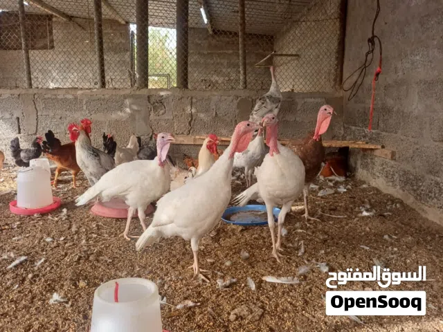 دجاج راومي للبيع