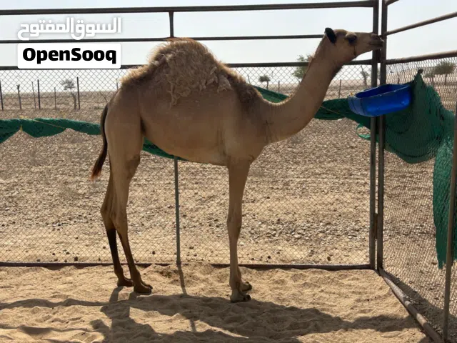 بكرة حواره للبيع