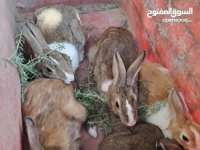 متاح أرانب بصحه جيده جداً ونضيفات ومشرطات من كل مرض
