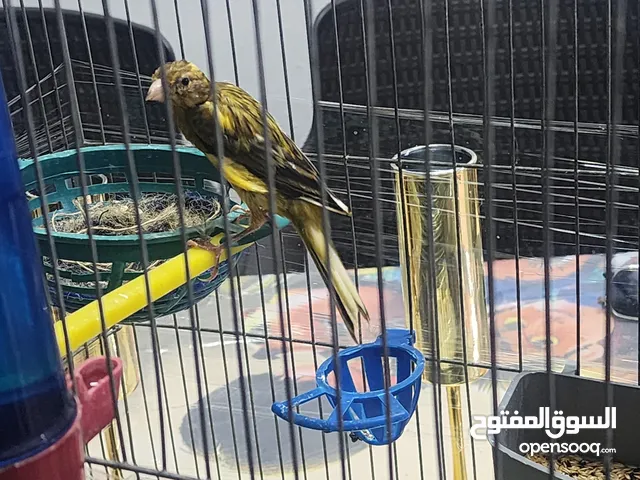 فحل كنار بندوق قيفوس حبه صلاه على سيدنا محمد حبه واقفه وجاهز جيزه عمرو سنه صوت زلزال