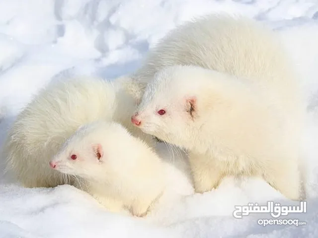 مطلوب نمس ابيض لتبني