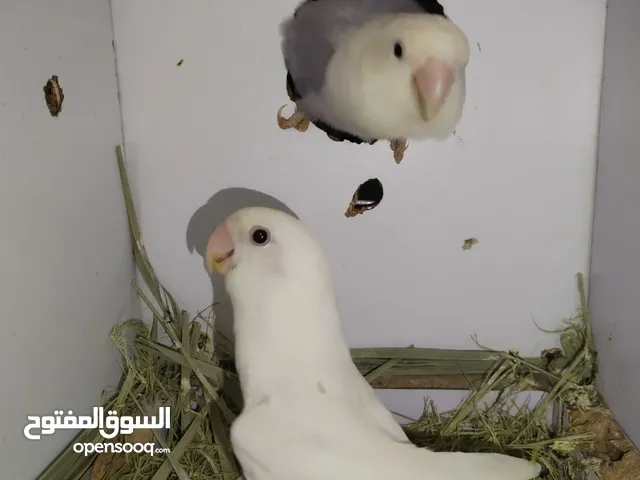 طيرة روز باضت بدون فحل اقرأ الوصف، كوكتيل كاسكو مكاو كناري حسون حب جنة امازوني درة جوز فراخ انثى
