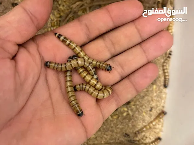 للبيع دود حي قبابي سوبر